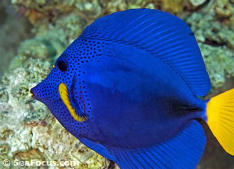 Surgeonfish – image gallery | marine species information | diving ...