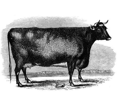 Dexter Cattle - The Livestock Conservancy