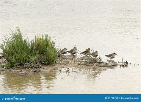 Golden plover migration stock image. Image of water, river - 91756765