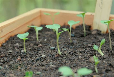 Garden Posts | Cabbage Seedlings