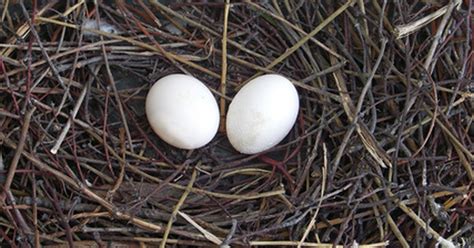 White bird egg identification | eHow UK