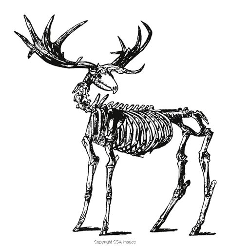 Moose Skeleton | #779700 | CSA Images