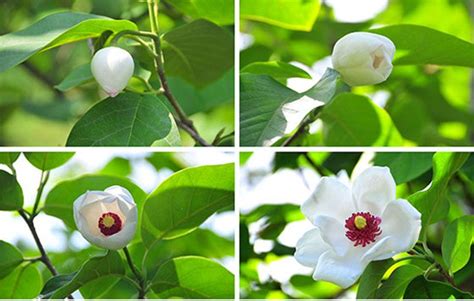 Magnolia, National Flower of DPRK – KKF Online English