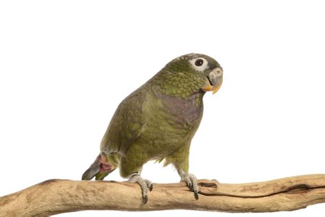 Pionus Parrot Care Guide - Diet, Lifespan & More » Petsoid