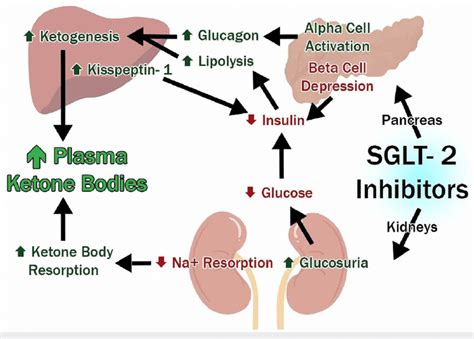 Pathophysiology and mechanism of SGLT2i causing EDKA. SGLT2 ...