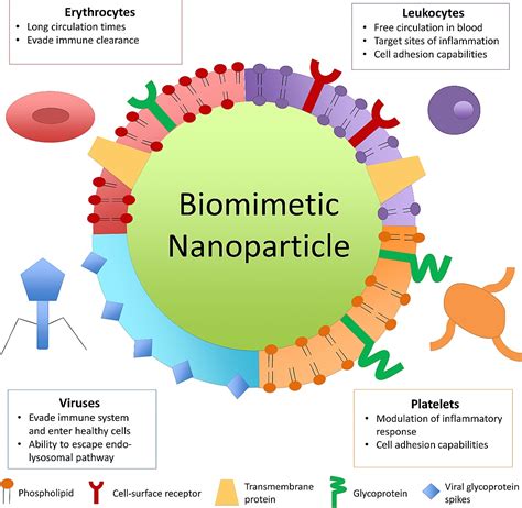 Bio-inspired engineering of nanoparticles for drug delivery | Exosome RNA