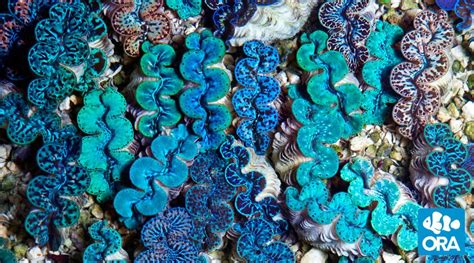 Maxima Clam | Tridacna maxima | ORA | Oceans, Reefs & Aquariums