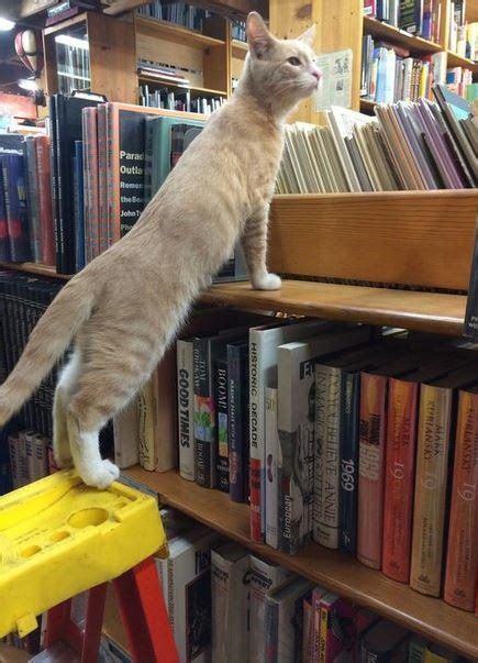 Create meme "cat , the reading cat, the cat in the library" - Pictures ...