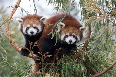 Rare Red Pandas! | Endangered Species | BeautifulNow