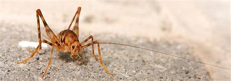 Do Crickets Bite: Harm and Dangers for Humans or Pets [2019]