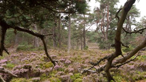 Caledonian forest | The Wildlife Trusts