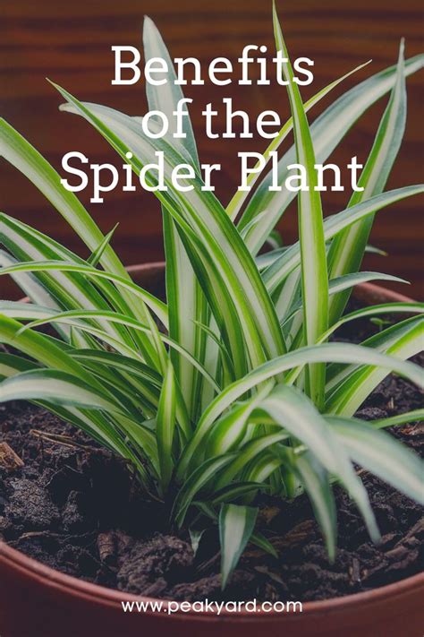 8 Stunning Spider Plant Benefits - Peak Yard in 2023 | Spider plant benefits, Plant benefits, Plants