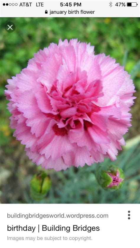 January birth flower | January birth flowers, Carnations, Birth flowers