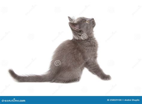 Portrait of a Gray Kitten Isolated on a White Background. Stock Photo - Image of cute, baby ...