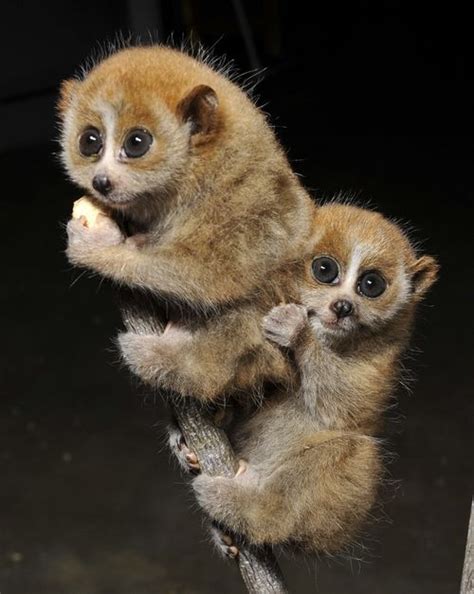 Duke Lemur Center Baby pygmy slow loris twins Quelle: zooborns.com # ...