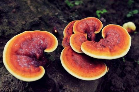 Benefits of eating Reishi (Ganoderma lucidum) | Plugon