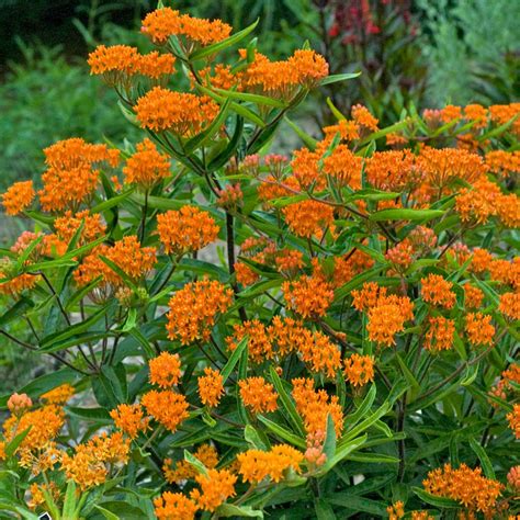 Asclepias - Butterfly Weed Flower Garden Seeds - 500 Seeds - Perennial ...