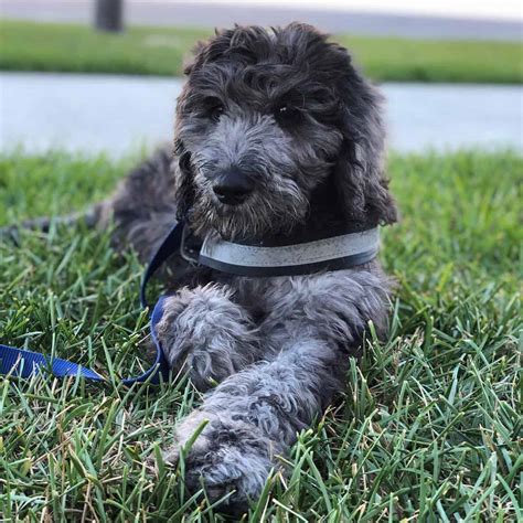 The Great Danoodle: What Makes These Gentle Giants Unique? - K9 Web