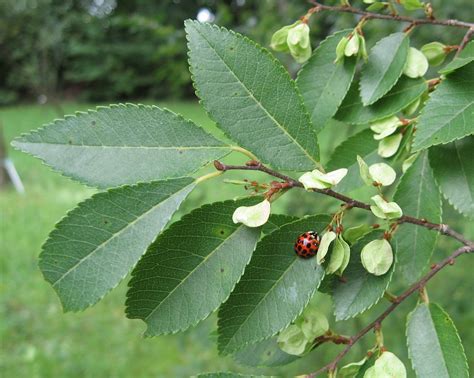 Ulmus parvifolia seeds - Phoenix Desert Seeds