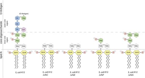 Schematic lipopolysaccharide structures of LPS mutants used in this ...