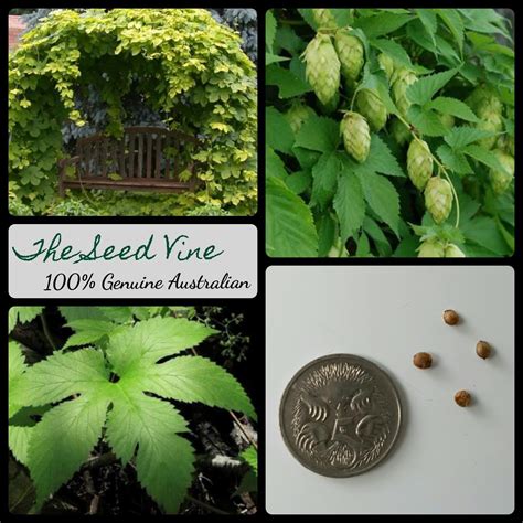 Humulus lupulus - Common Beer Hops (Organic) - The Seed Vine