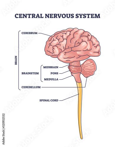 Brain Stem Diagram