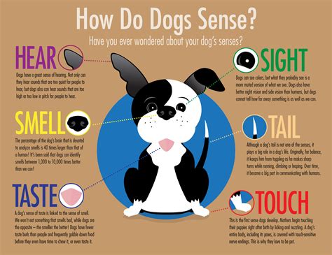 Dog Senses Infographic – bobgoodhue.com