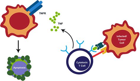 Cytotoxic T Cell Overview | Thermo Fisher Scientific - US