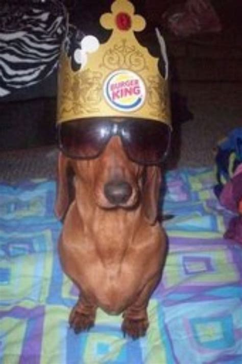 I'd like to order a burger please. | Silly dogs, Funny animal photos, Cute animal photos