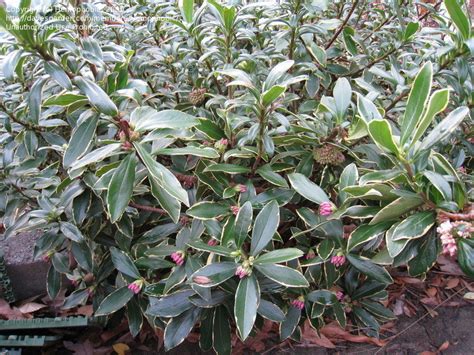 Trees, Shrubs and Conifers: Winter daphne, 1 by Hemophobic