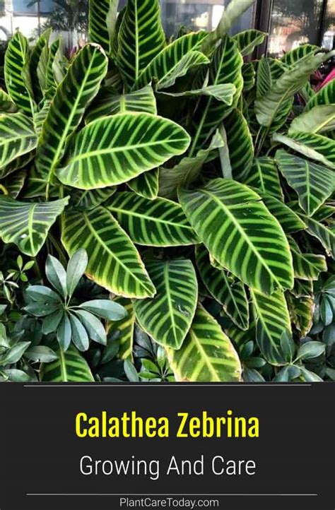 Calathea Zebrina Care: Growing The Zebra Calathea Plant