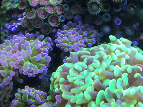 Euphyllia coral show off | Page 5 | REEF2REEF Saltwater and Reef ...