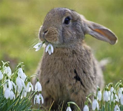 Es wird Frühling! | Hasen fotos, Flauschige tiere, Kaninchen