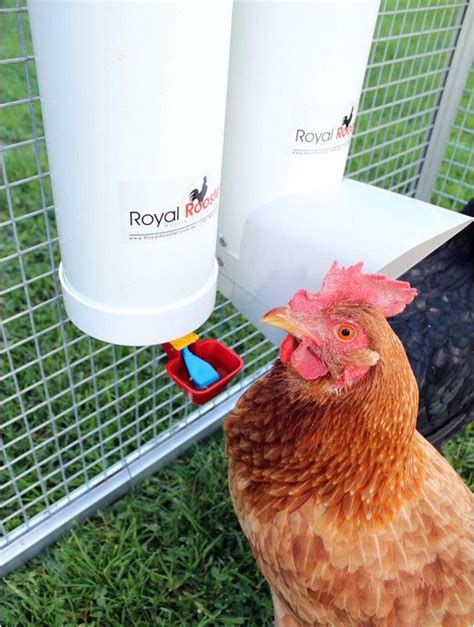 BEST heated CHICKEN WATERERS | Comedero para gallinas, Comedero, Gallinas