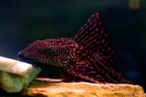 Common Pleco (hypostomus plecostomus) Photos | RateMyFishTank.com