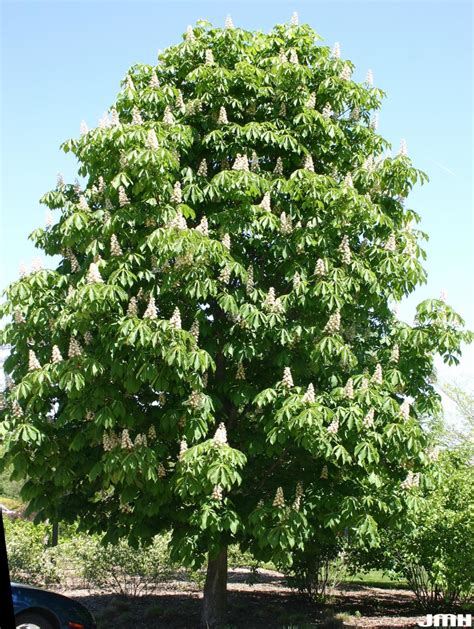 Horse chestnut | The Morton Arboretum