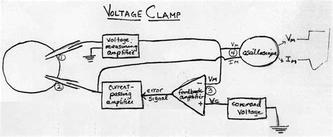 (Figure 1: Diagram of how the voltage clamp apparatus was set up)