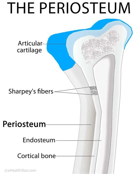 Pin on School - Anatomy and Physiology