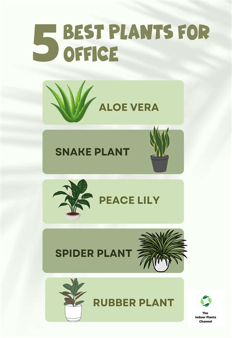 5 Best Plants For Your Office That Will Make You Productive