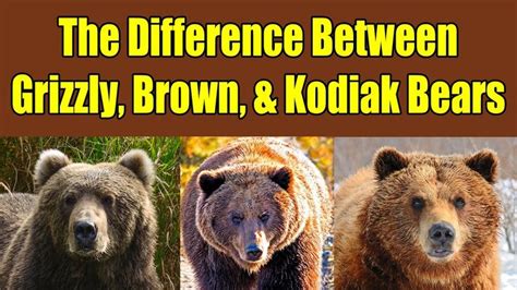 Difference Between Grizzly Bears, Brown Bears, and Kodiak Bears - Alaska... in 2023 | Kodiak ...