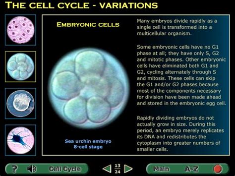 The Cell Division 1 CD-ROM - Mitosis in Plant and Animal Cells