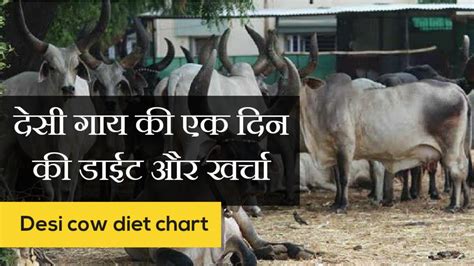 देसी गाय की एक दिन की डाइट और खर्चा | Desi cow diet chart in hindi ...