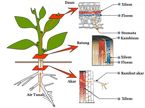 Sistem Transportasi Pada Tumbuhan Tersusun Atas Organ - Lacmymages