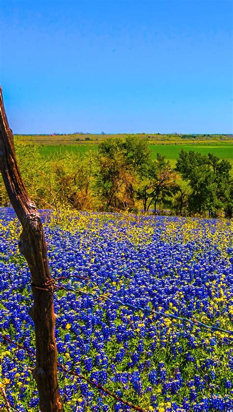 Bluebonnets in bloom, bluebonnet, flowers, texas, HD phone wallpaper ...