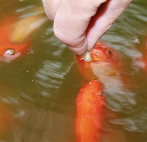 Homemade Koi Food Recipes (How To Make Pellets) - Pond Informer | Goldfish food, Koi fish food, Food