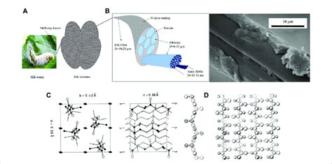 (A) Silkworm feeding on mulberry leaves and formation of cocoon (B) SEM... | Download Scientific ...