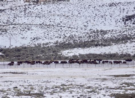 Rick Lamplugh: A Day in the Yellowstone Bison Migration: A Photo Essay