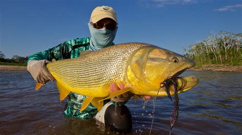 A quest for the fierce golden dorado - Anglers Journal - A Fishing Life