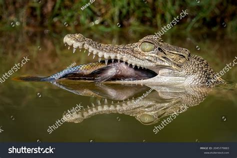 5.716 Alligator Eats Images, Stock Photos & Vectors | Shutterstock