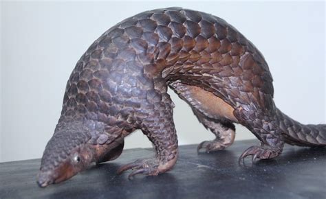 Saving the Pangolin: Philippines’ Fight Against the Illegal Wildlife ...